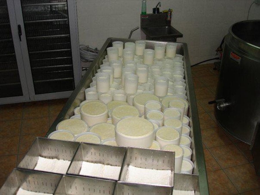 view from above of plastic boxes with fresh white cheeses on wat at 'Vasilas Dairy' plant